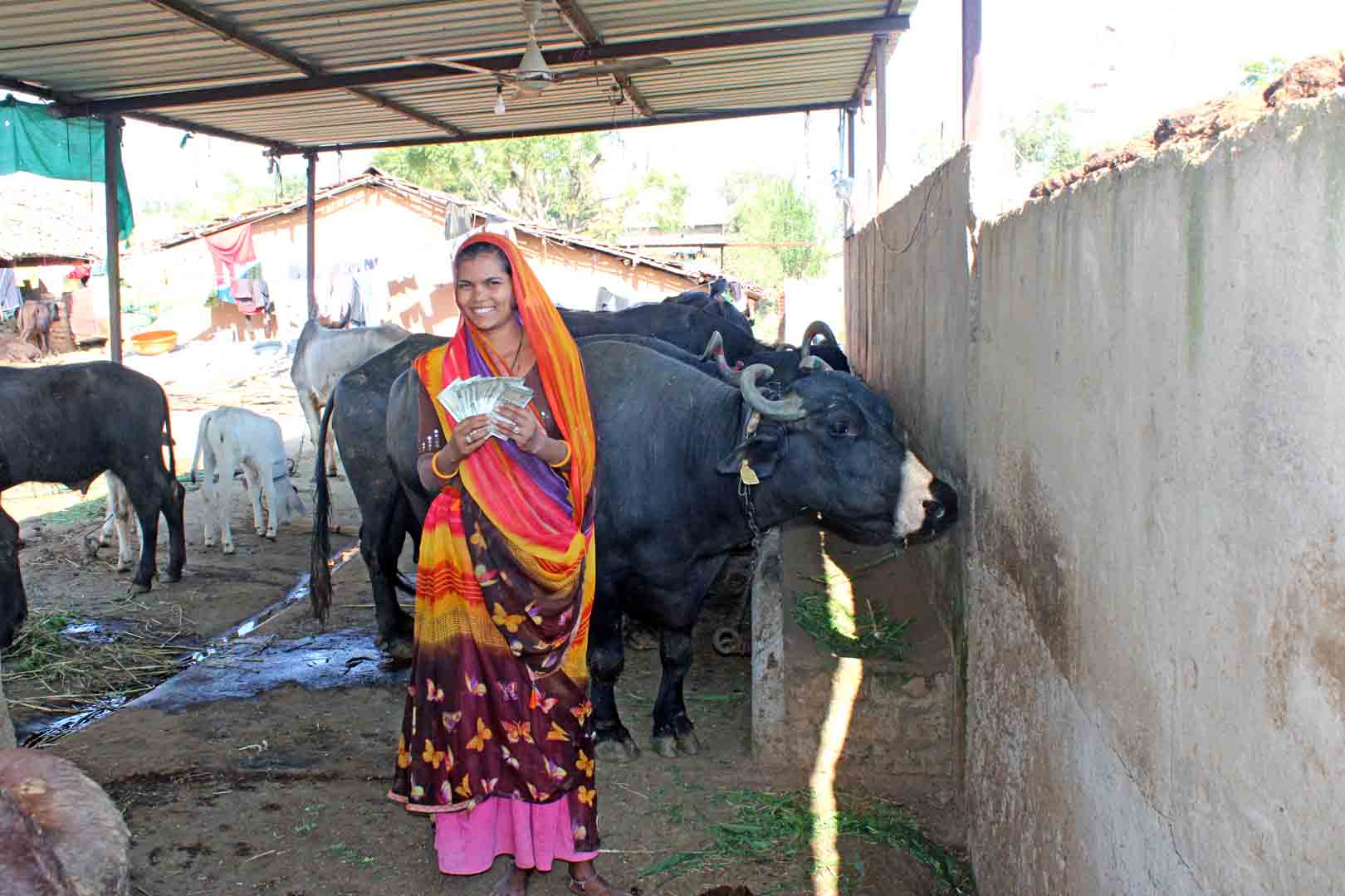 Livestock and Small Ruminants 